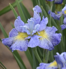 Walters Gardens Iris siberica  'Cape Cod Boys'  #1