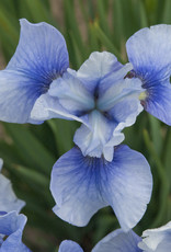 Walters Gardens Iris sibirica  'Sky Mirror'  #1