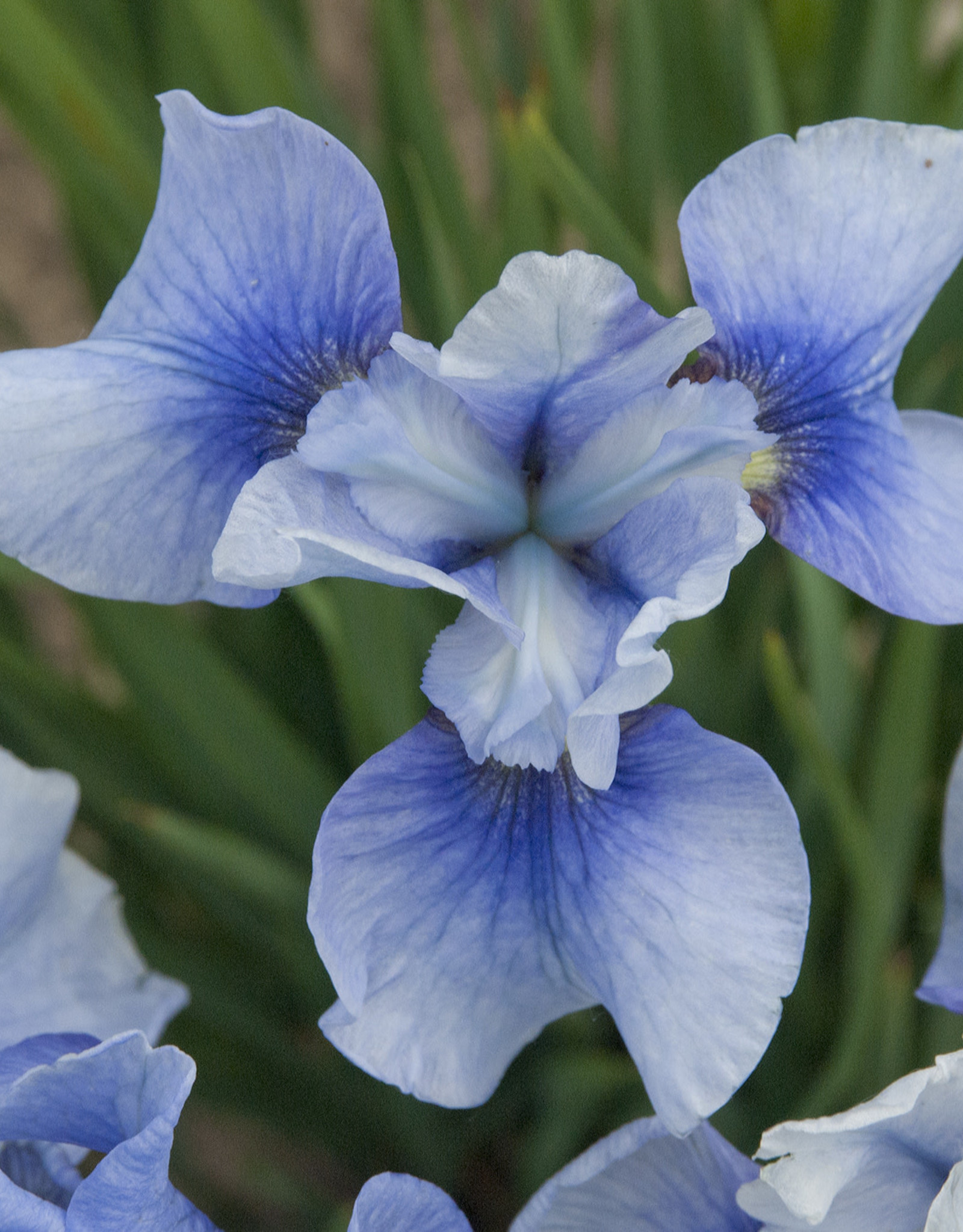 Walters Gardens Iris sibirica  'Sky Mirror'  #1