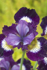 Walters Gardens Iris sibirica  'Jewelled Crown'  #1