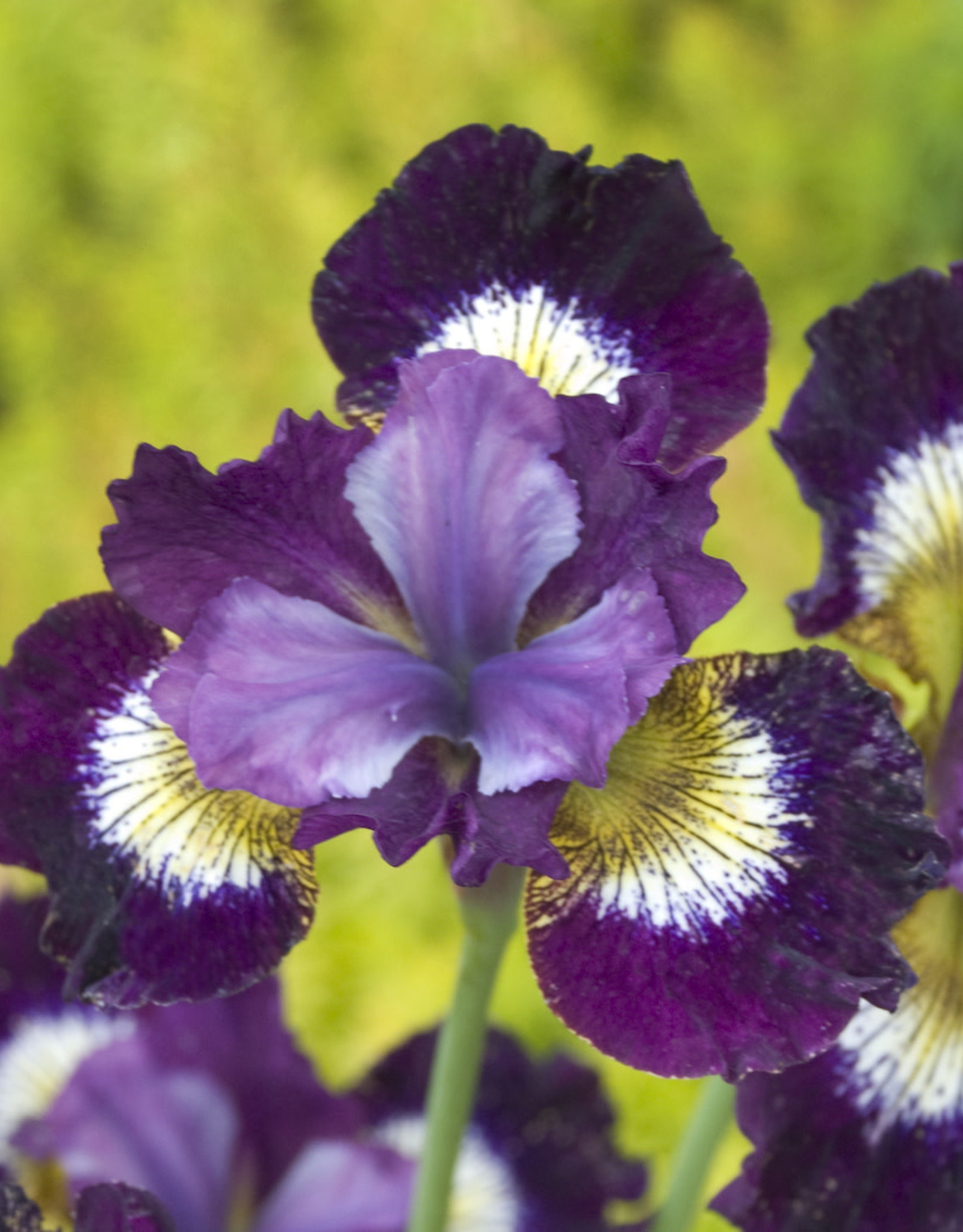 Walters Gardens Iris sibirica  'Jewelled Crown'  #1