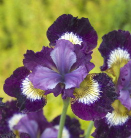 Walters Gardens Iris sibirica  'Jewelled Crown'  #1