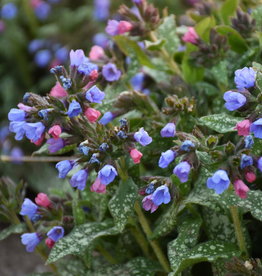 Proven Winners Pulmonaria 'Pink-a-Blue' PW #1  Lungwort