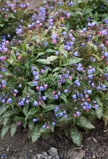 Proven Winners Pulmonaria 'Pink-a-Blue' PW #1  Lungwort