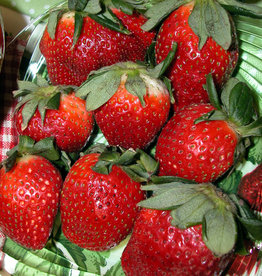 Walters Gardens Strawberry 'Allstar' Bare Root 5/bag