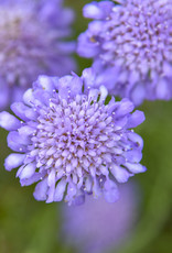 Walters Gardens Scabiosa 'Butterfly Blue ' 5.5 in