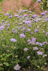 Walters Gardens Scabiosa 'Butterfly Blue ' 5.5 in