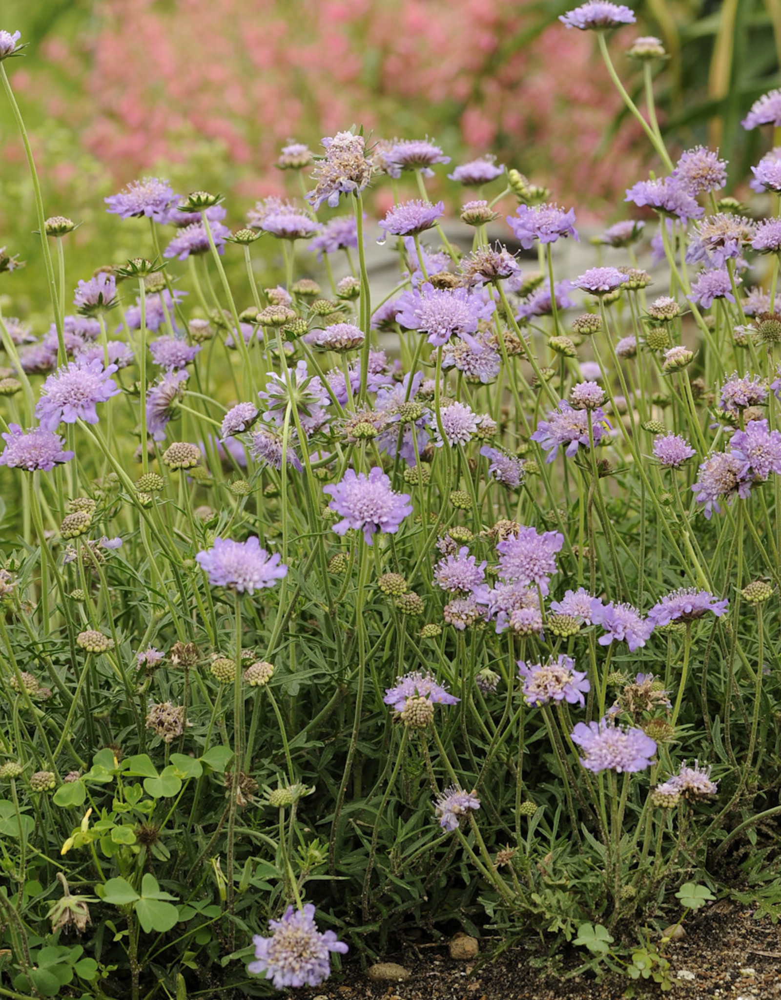 Walters Gardens Scabiosa 'Butterfly Blue ' 5.5 in