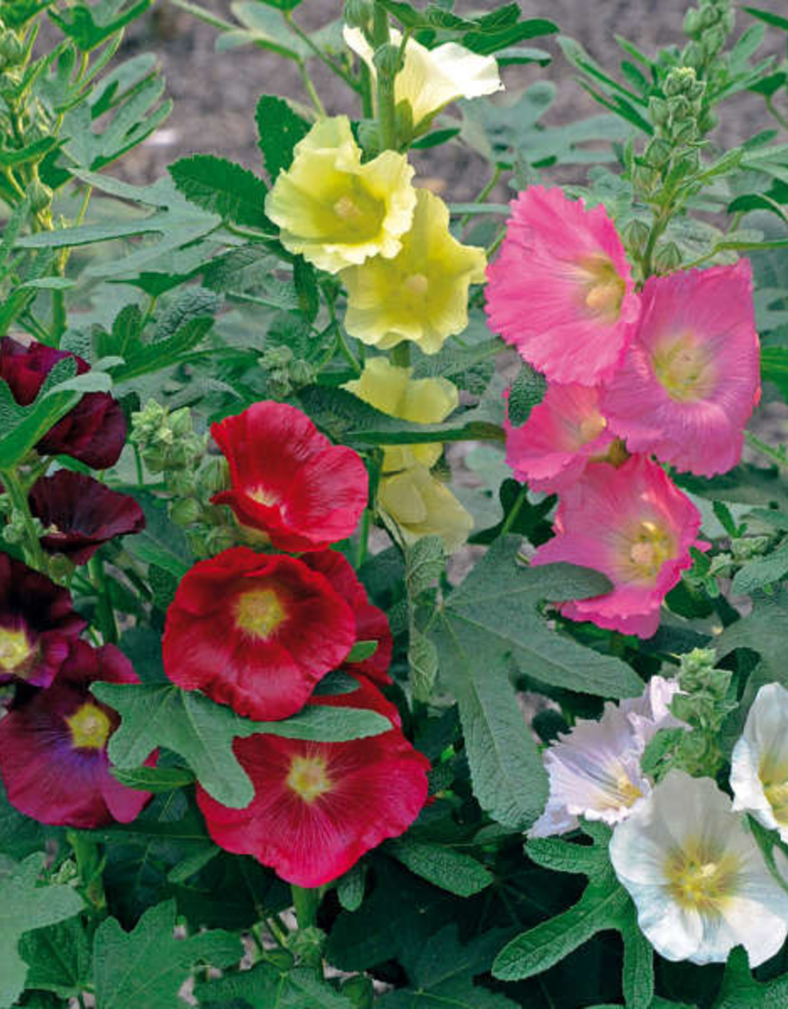 Walters Gardens Alcea rosea 'Las Vegas'  5.5in- Hollyhock