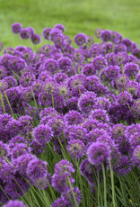 Walters Gardens Allium 'Lavender Bubbles' #1  Ornamental Onion