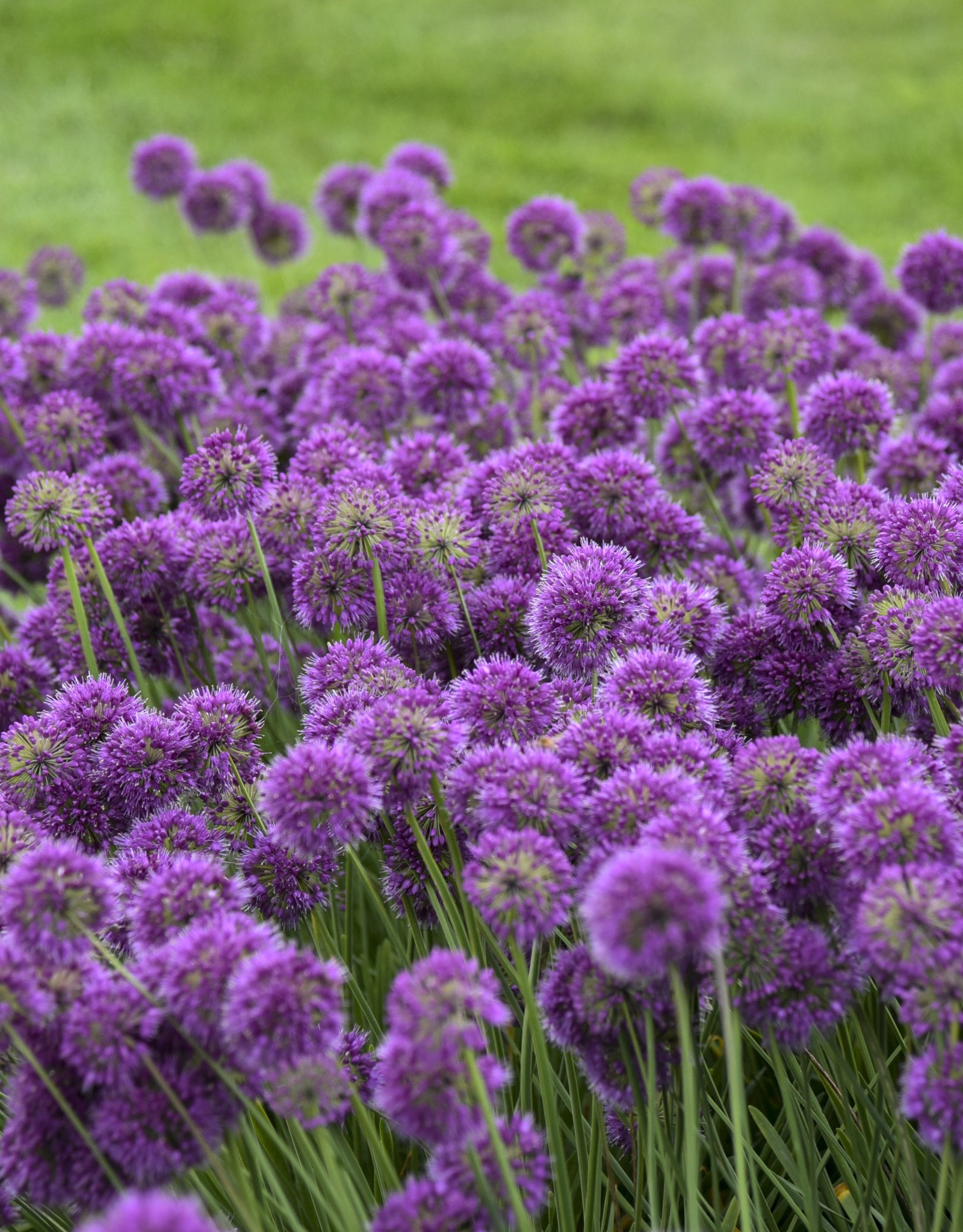 Walters Gardens Allium 'Lavender Bubbles' #1  Ornamental Onion