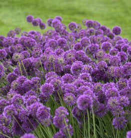 Walters Gardens Allium 'Lavender Bubbles' #1  Ornamental Onion