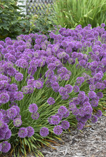 Walters Gardens Allium 'Lavender Bubbles' #1  Ornamental Onion