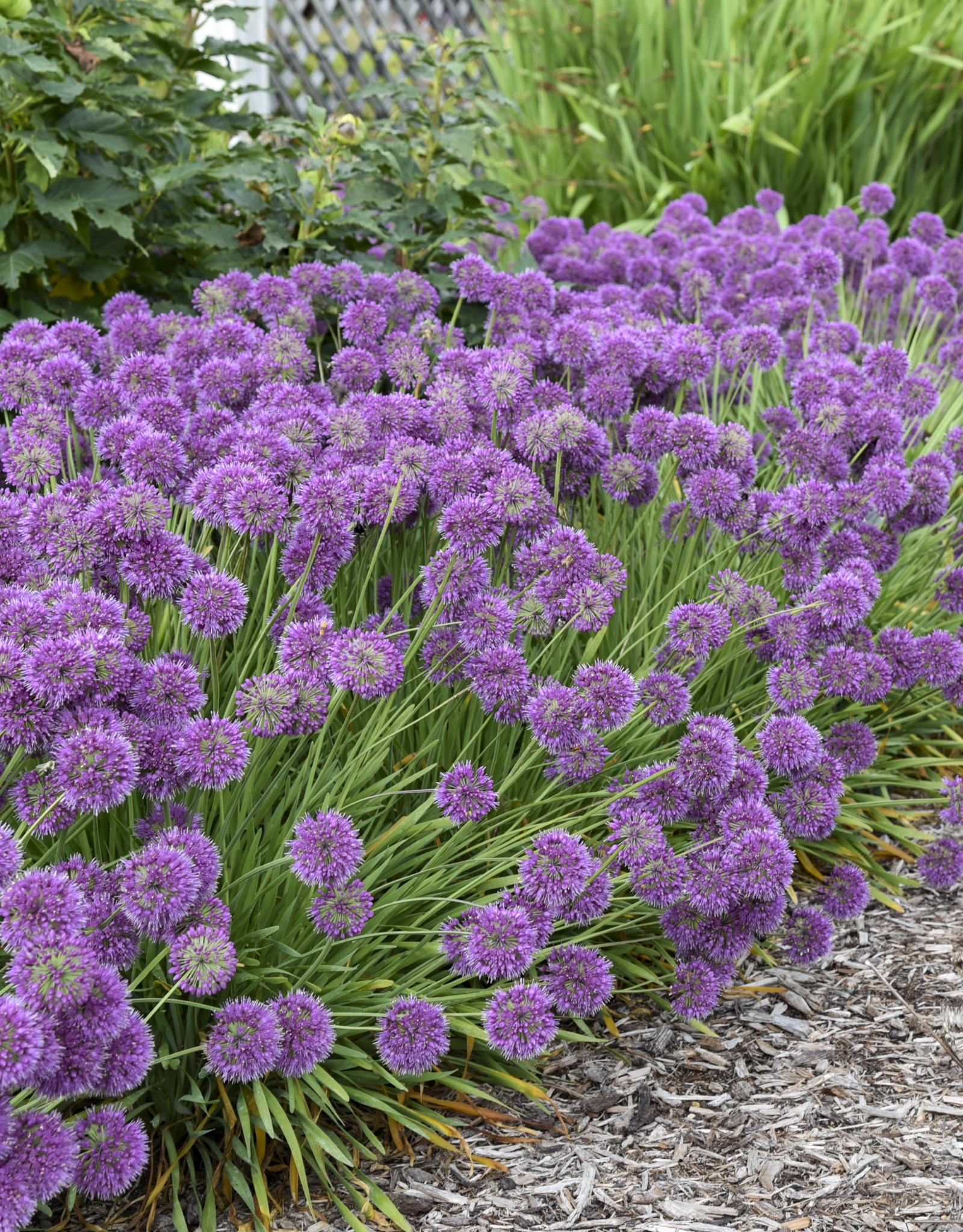 Walters Gardens Allium 'Lavender Bubbles' #1  Ornamental Onion
