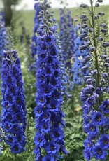 Walters Gardens Delphinium e. Blue Buccaneers'  #1 New Zealand Delphiniums