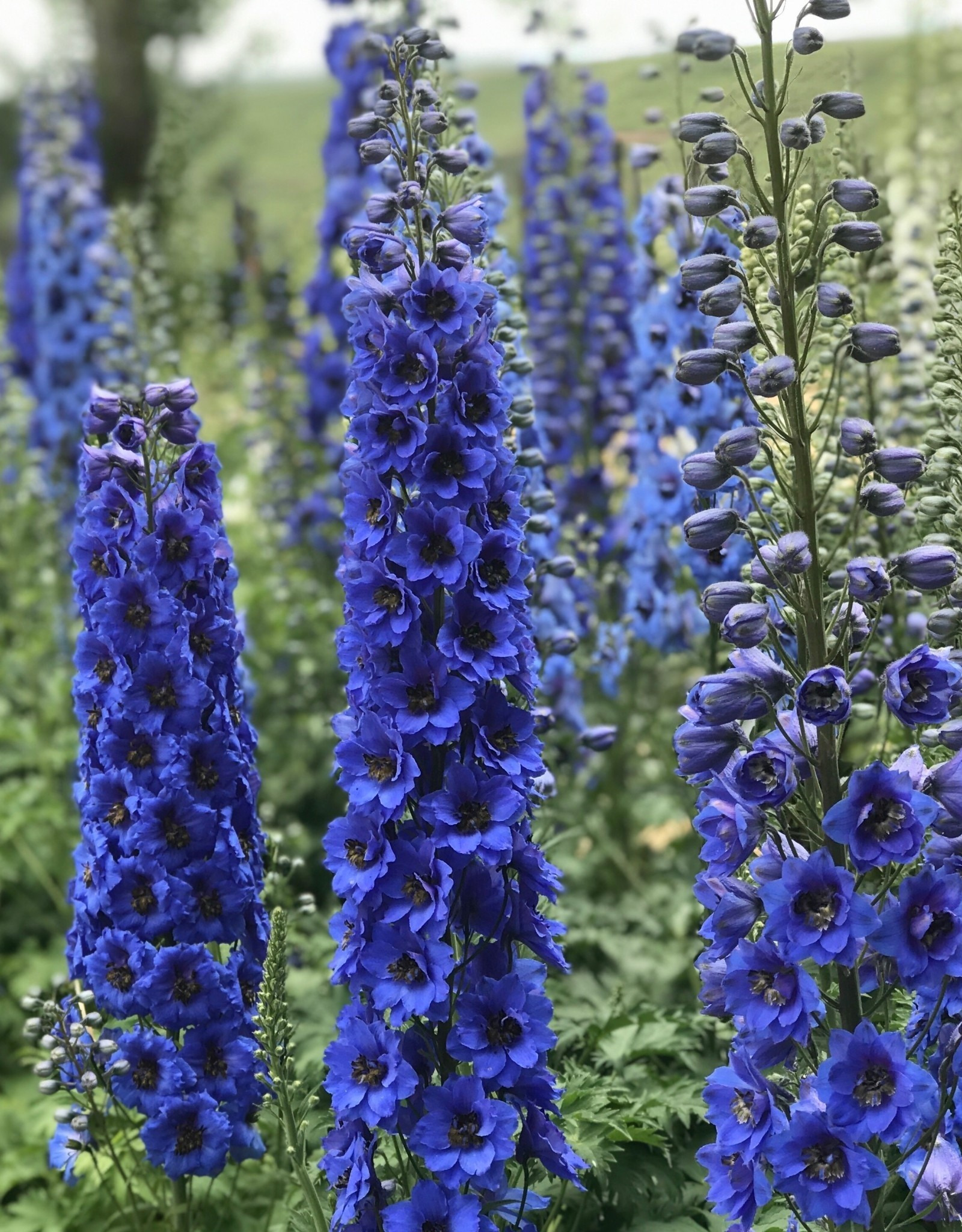 Walters Gardens Delphinium e. Blue Buccaneers'  #1 New Zealand Delphiniums