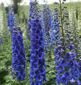 Walters Gardens Delphinium e. Blue Buccaneers'  #1 New Zealand Delphiniums