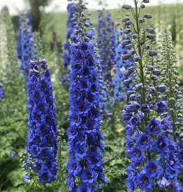 Walters Gardens Delphinium e. Blue Buccaneers'  5.5in New Zealand Delphiniums