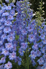 Walters Gardens Delphinium Blue Lace #1 New Zealand Delphiniums