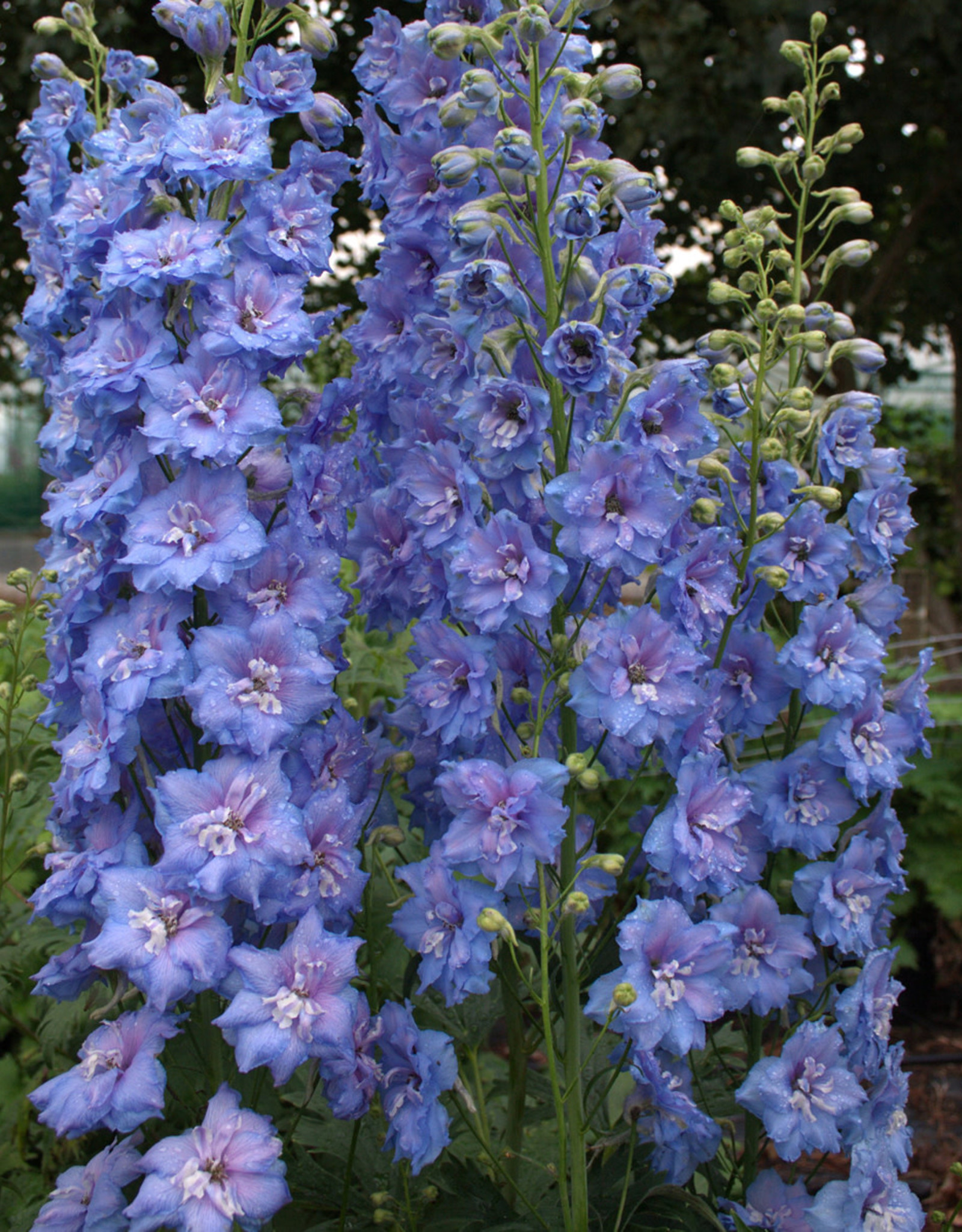 Walters Gardens Delphinium Blue Lace #1 New Zealand Delphiniums