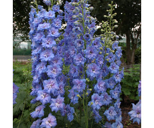 walters-gardens-delphinium-