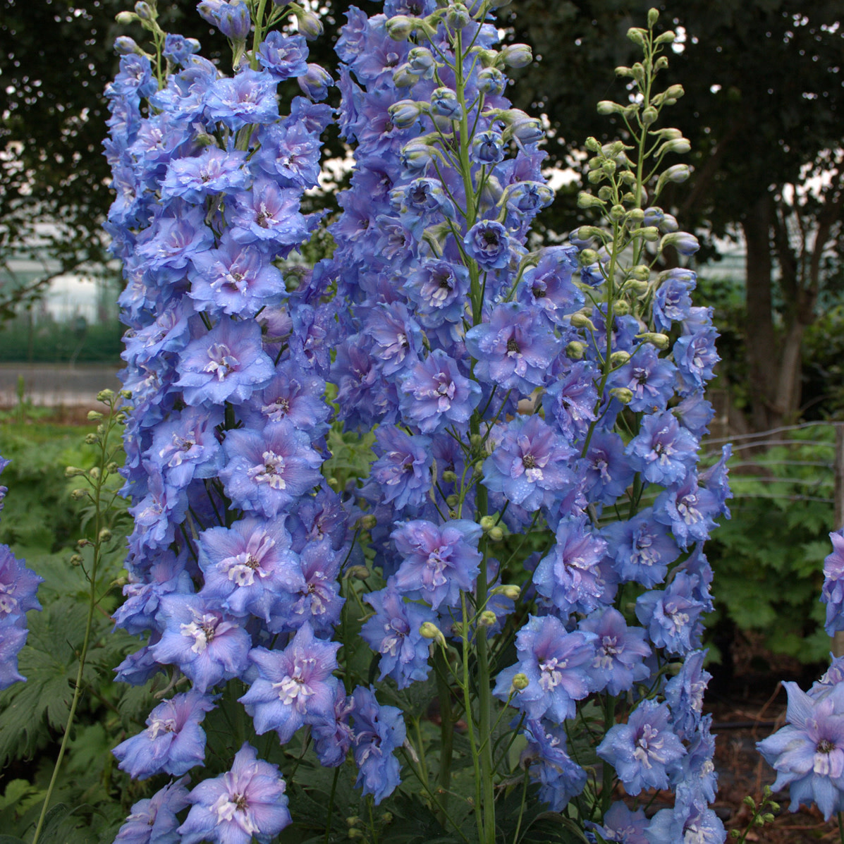 walters-gardens-delphinium-