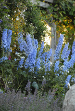 Walters Gardens Delphinium Blue Lace #1 New Zealand Delphiniums