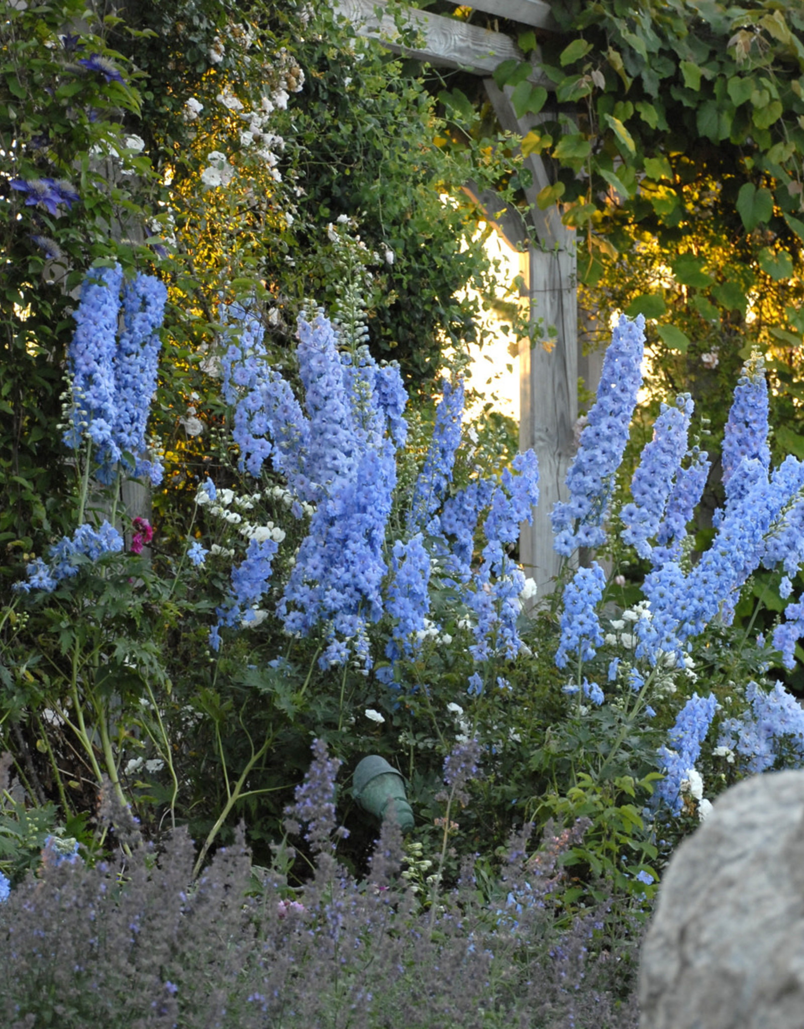 Walters Gardens Delphinium Blue Lace #1 New Zealand Delphiniums