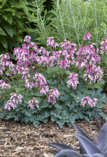 Proven Winners Dicentra 'Pink Diamonds' 1 Qt  LARGE  PW