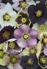 Walters Gardens Helleborus HONEYMOON® Series - Mixed  #1 Lenten Rose