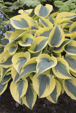 Proven Winners Hosta Shadowland  'Autumn Frost #1 PW