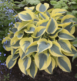 Proven Winners Hosta Shadowland  'Autumn Frost #1 PW