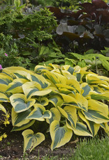 Proven Winners Hosta Shadowland  'Autumn Frost #1 PW