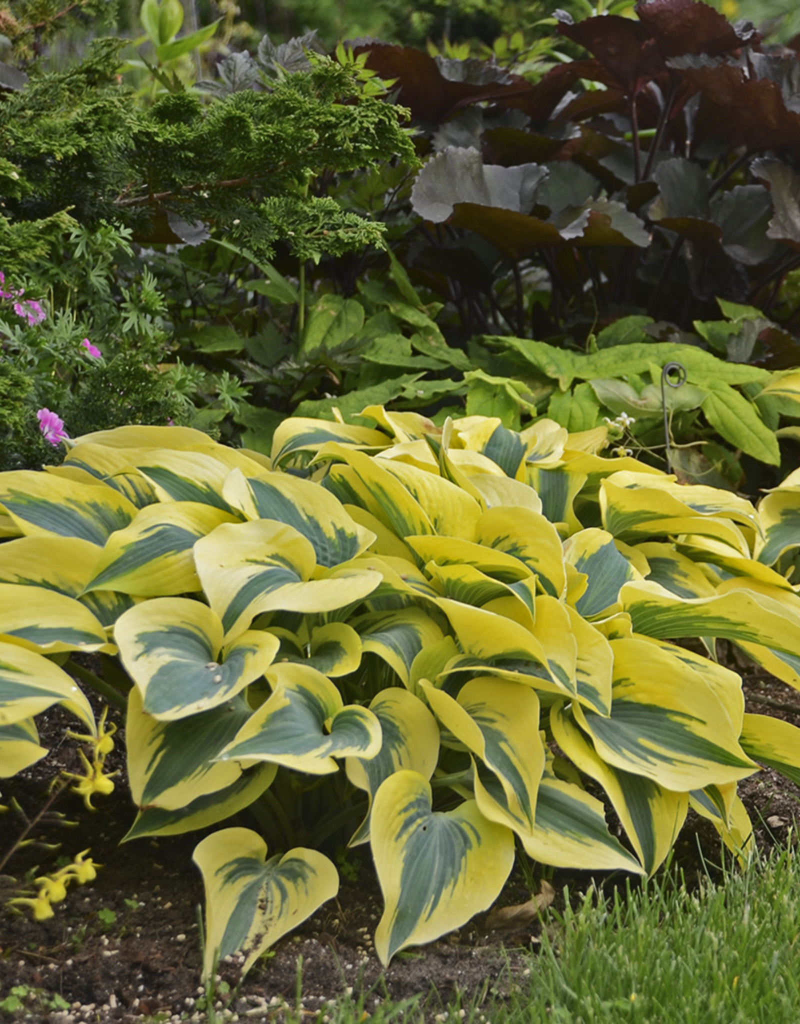 Proven Winners Hosta Shadowland  'Autumn Frost #1 PW