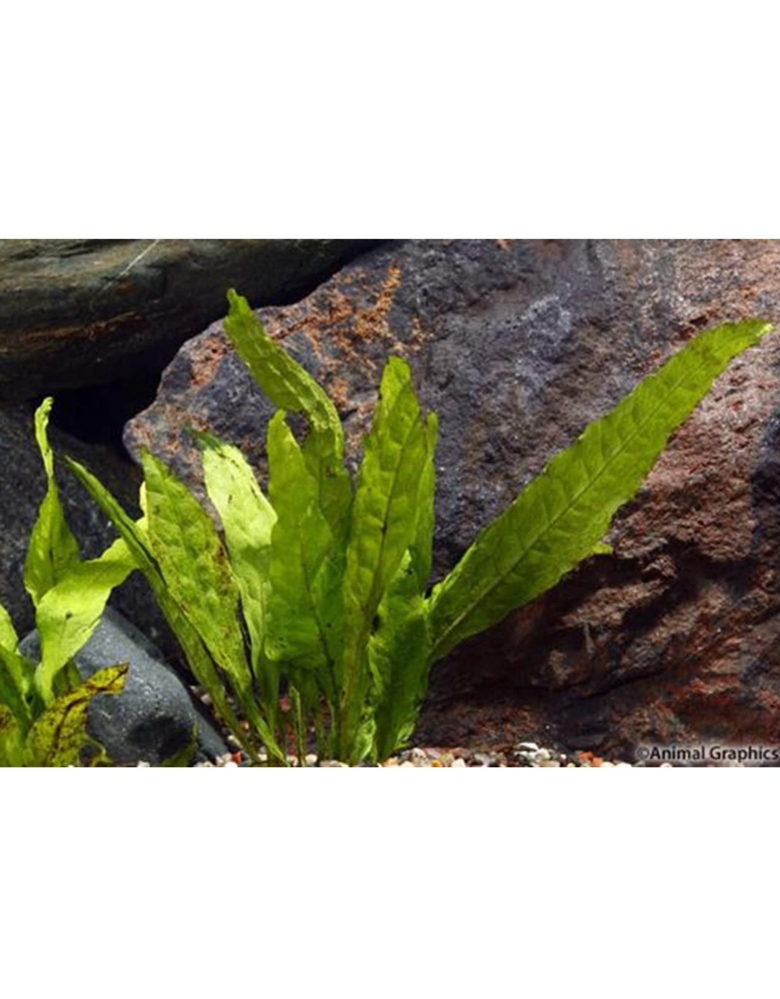 Aquatic Plant - Java Fern Reg - Wagon Wheel