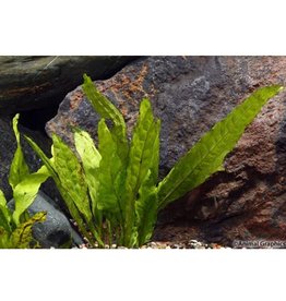 Segrest Farms Java Fern Plant Reg