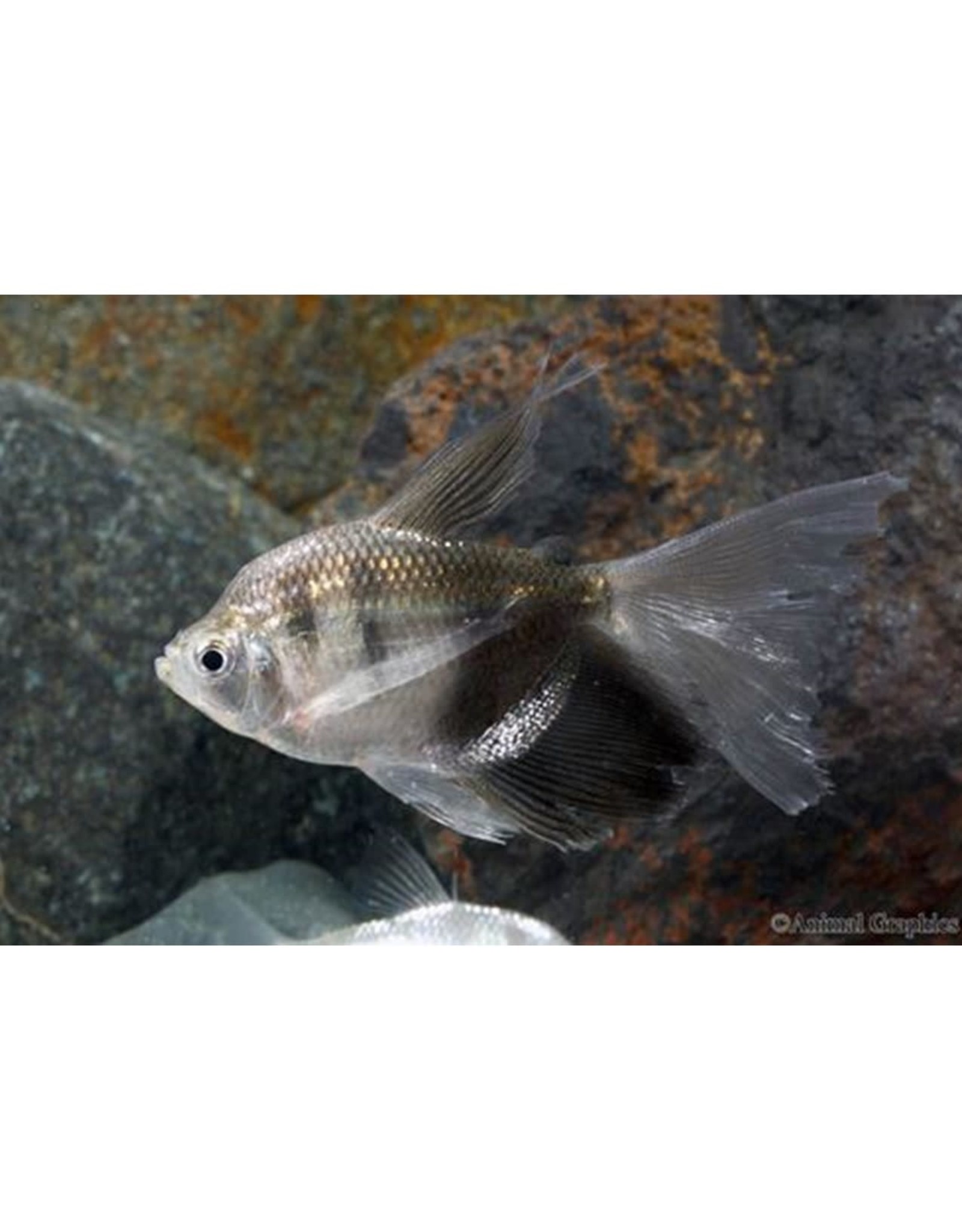 Segrest Farms Longfin Black Skirt Tetra Reg