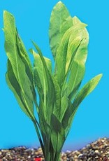 Segrest Farms Amazon Sword Plant Reg