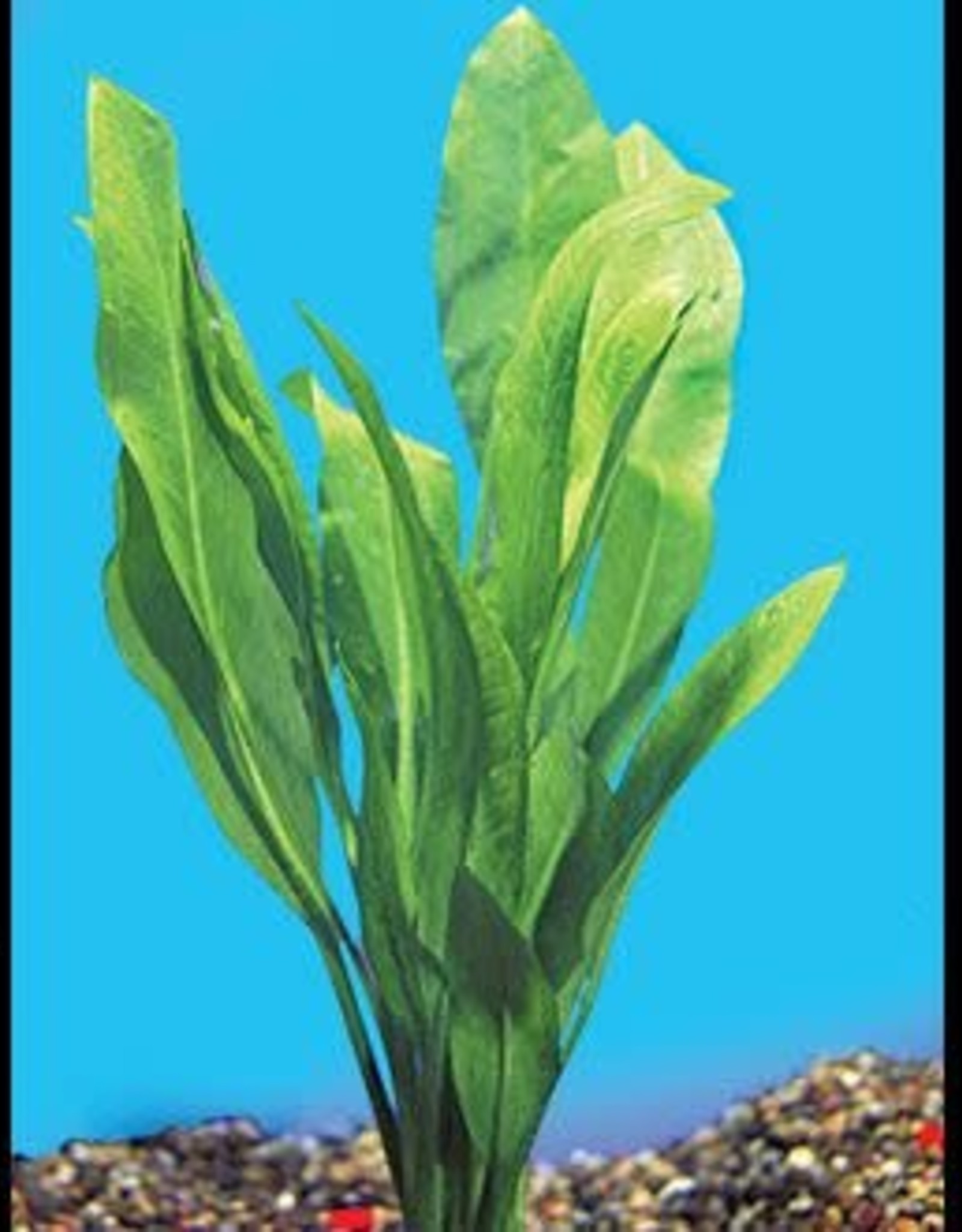Segrest Farms Amazon Sword Plant Reg
