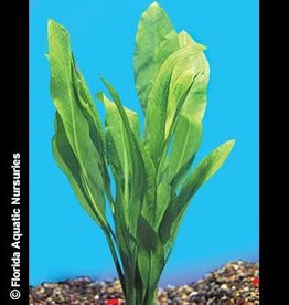 Segrest Farms Amazon Sword Plant Reg