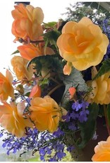 Proven Winners Annual Hanging Basket- WW Shady Side 12 inch