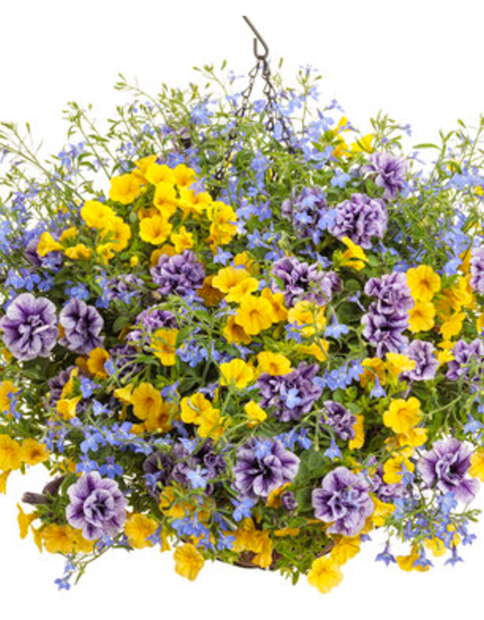 Proven Winners Annual Hanging Basket- New Hope 12 inch-2026 PRE-BOOK