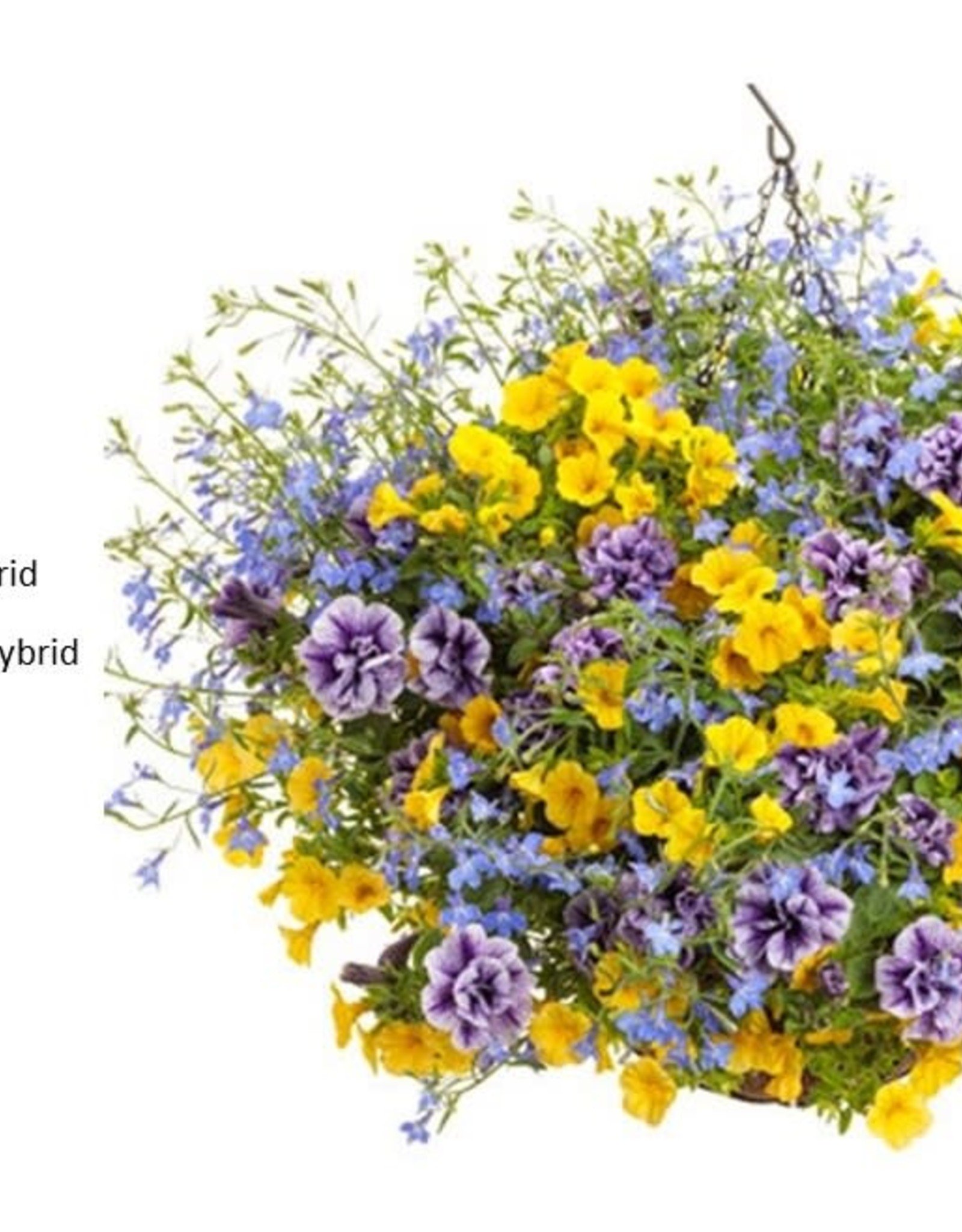 Proven Winners Annual Hanging Basket- New Hope 12 inch-2026 PRE-BOOK