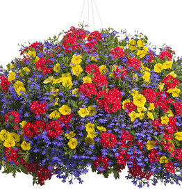 Proven Winners Annual Hanging Basket- Santa Belle 12 inch-2026 PRE-BOOK