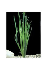 Segrest Farms Italian Vallisneria Plant Reg