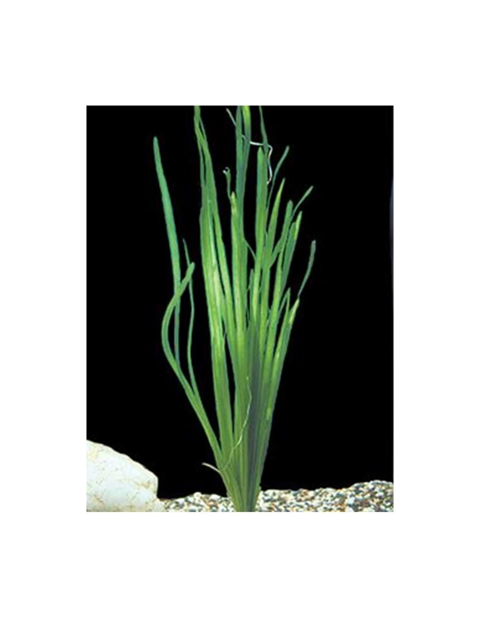Segrest Farms Italian Vallisneria Plant Reg