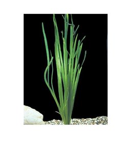 Segrest Farms Italian Vallisneria Plant Reg
