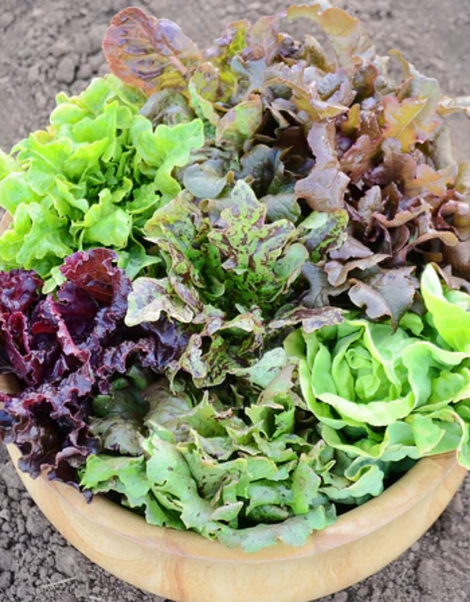 Territorial Seed Company Seed Tape Wildest Garden Lettuce Mix  5meters