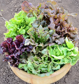 Territorial Seed Company Seed Tape Wildest Garden Lettuce Mix  5meters