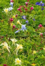 Bron and Sons Aquilegia caerulea 'Kirigami' #1  Kirigami™ Mix Columbine